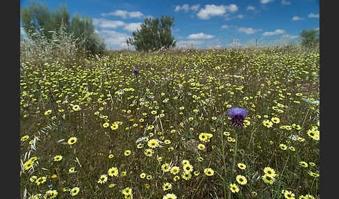 Bärtiges Christusauge (Tolpis barbata)