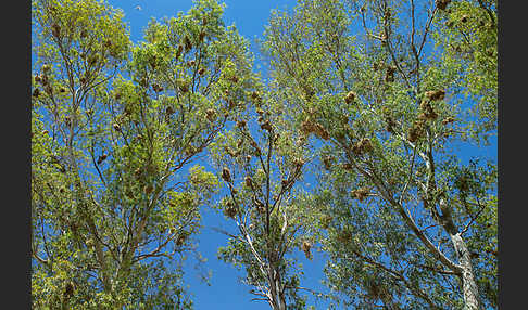 Weidensperling (Passer hispaniolensis)