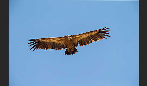 Gänsegeier (Gyps fulvus)