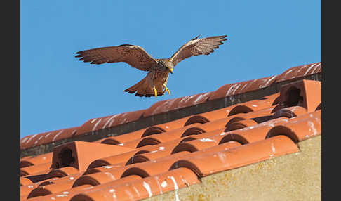 Rötelfalke (Falco naumanni)