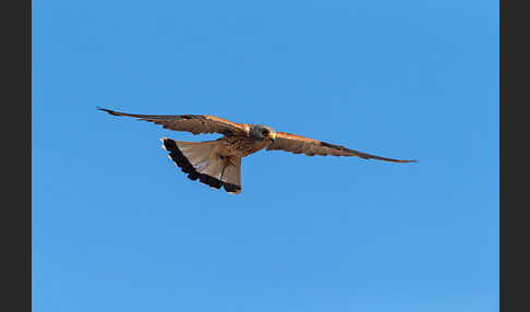 Rötelfalke (Falco naumanni)