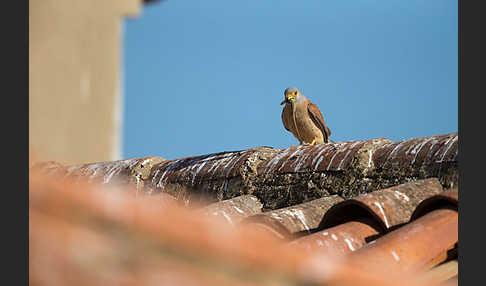 Rötelfalke (Falco naumanni)