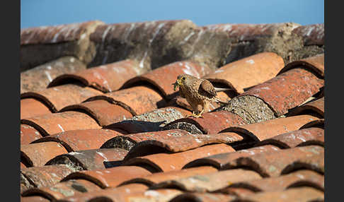 Rötelfalke (Falco naumanni)