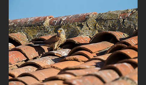 Rötelfalke (Falco naumanni)