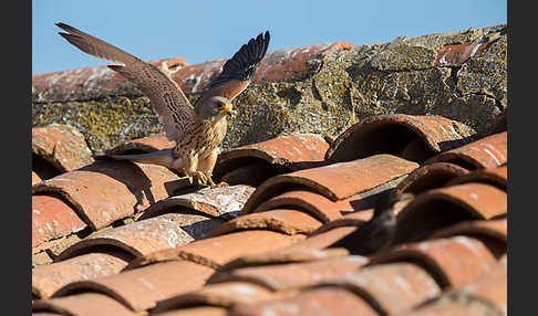 Rötelfalke (Falco naumanni)