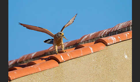 Rötelfalke (Falco naumanni)