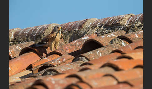 Rötelfalke (Falco naumanni)