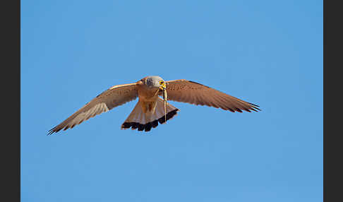 Rötelfalke (Falco naumanni)