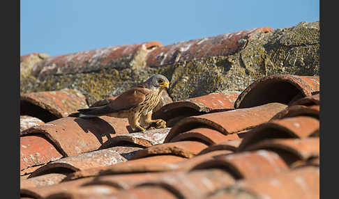 Rötelfalke (Falco naumanni)