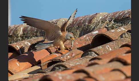 Rötelfalke (Falco naumanni)