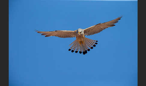 Rötelfalke (Falco naumanni)