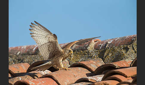 Rötelfalke (Falco naumanni)