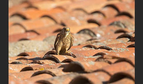 Rötelfalke (Falco naumanni)