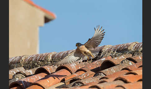 Rötelfalke (Falco naumanni)