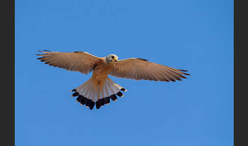 Rötelfalke (Falco naumanni)