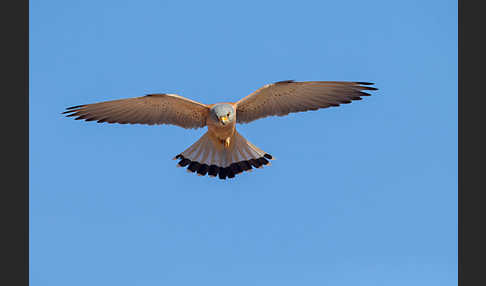 Rötelfalke (Falco naumanni)