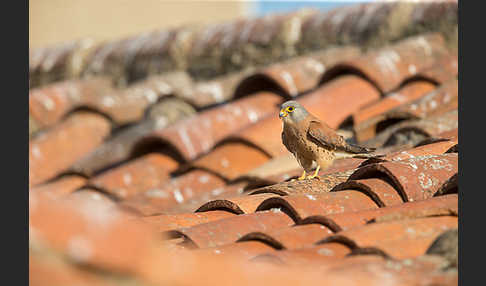 Rötelfalke (Falco naumanni)