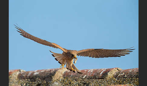 Rötelfalke (Falco naumanni)