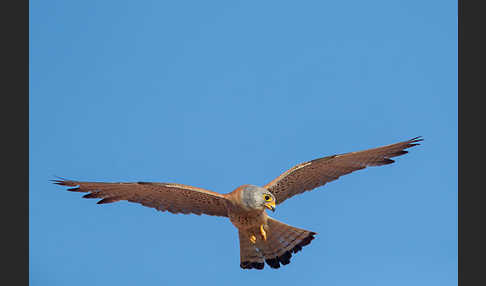 Rötelfalke (Falco naumanni)