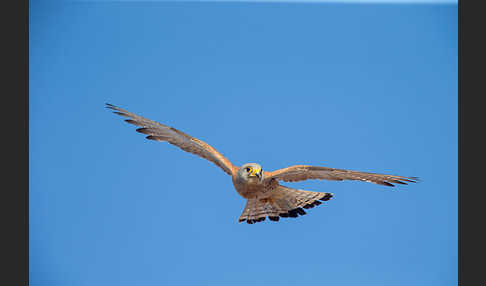 Rötelfalke (Falco naumanni)