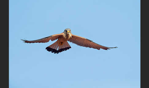 Rötelfalke (Falco naumanni)