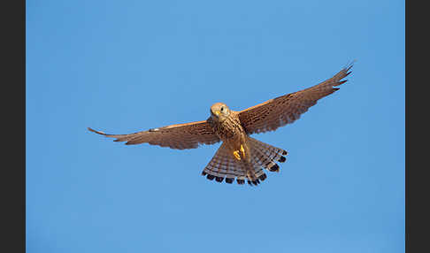 Rötelfalke (Falco naumanni)