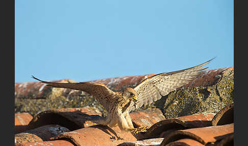 Rötelfalke (Falco naumanni)