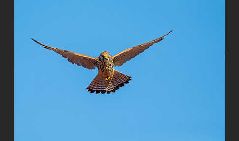 Rötelfalke (Falco naumanni)