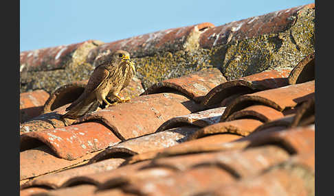 Rötelfalke (Falco naumanni)