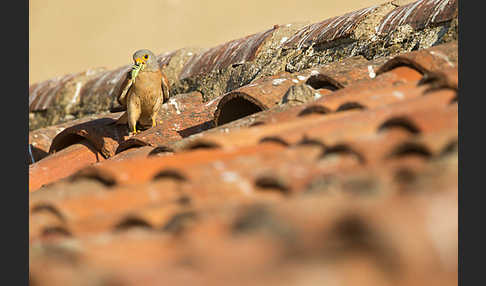 Rötelfalke (Falco naumanni)