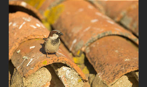 Haussperling (Passer domesticus)