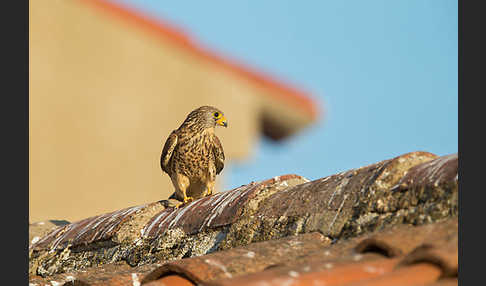 Rötelfalke (Falco naumanni)