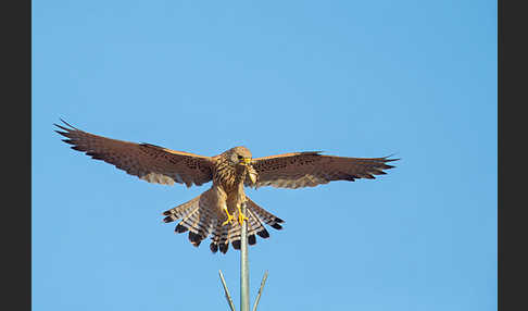 Rötelfalke (Falco naumanni)