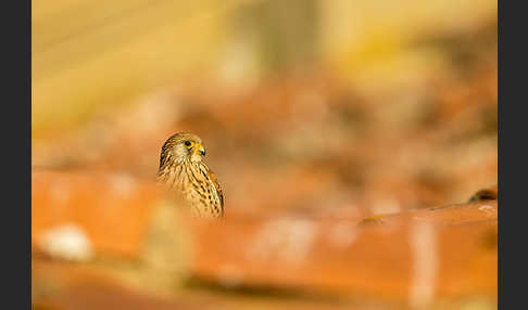 Rötelfalke (Falco naumanni)