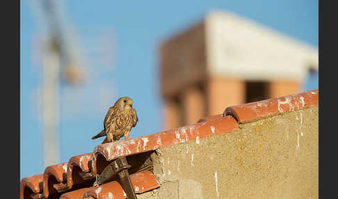 Rötelfalke (Falco naumanni)