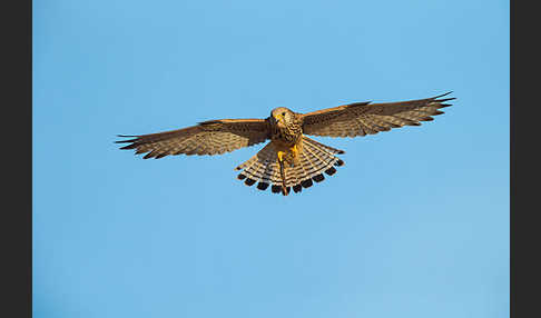 Rötelfalke (Falco naumanni)