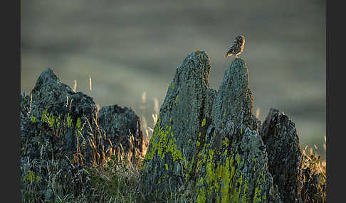 Steinkauz (Athene noctua)