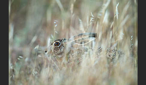 Iberischer Hase (Lepus granatensis)