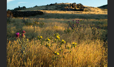 Spanische Golddistel (Scolymus hispanicus)