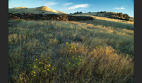 Spanische Golddistel (Scolymus hispanicus)