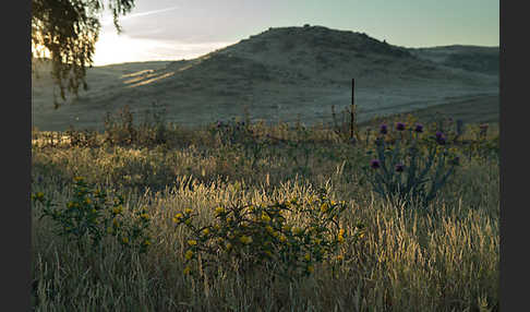 Spanische Golddistel (Scolymus hispanicus)