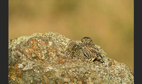 Steinkauz (Athene noctua)