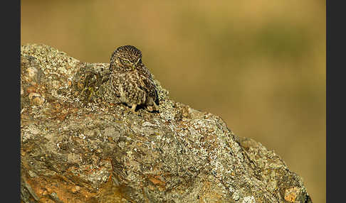 Steinkauz (Athene noctua)