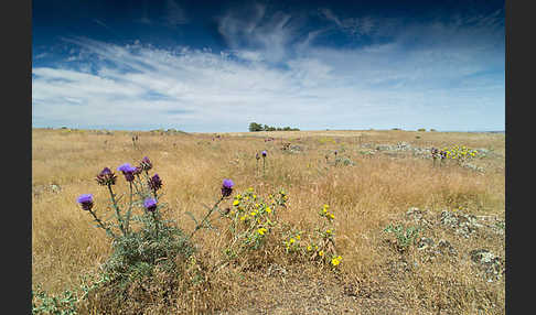 Spanische Artischocke (Cynara cardunculus)