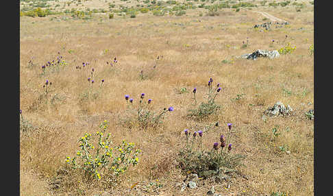 Spanische Artischocke (Cynara cardunculus)