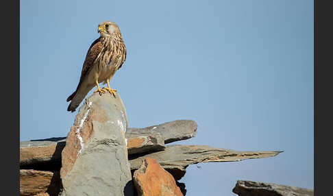 Rötelfalke (Falco naumanni)