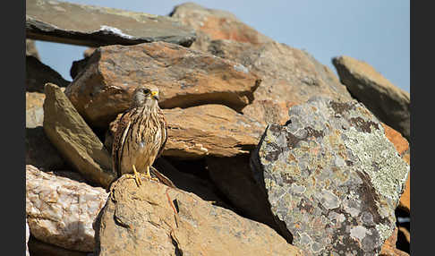 Rötelfalke (Falco naumanni)