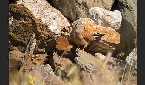 Rötelfalke (Falco naumanni)