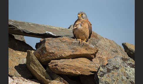 Rötelfalke (Falco naumanni)