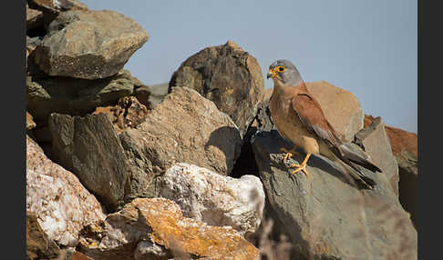 Rötelfalke (Falco naumanni)